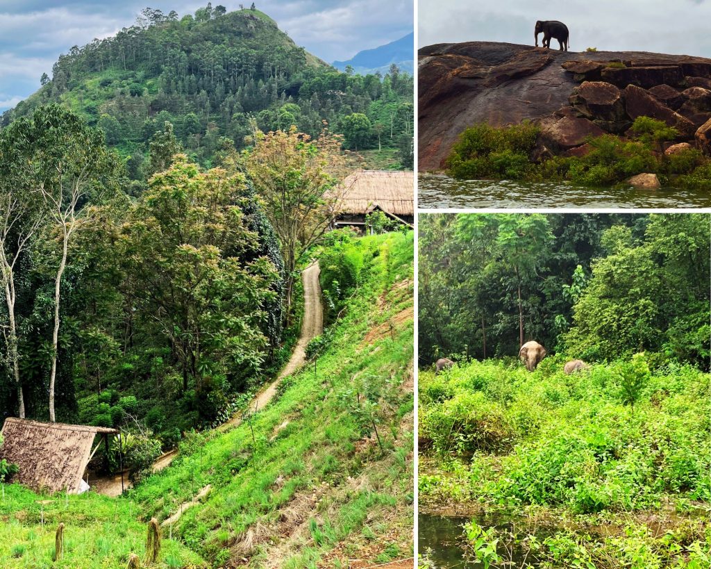 The image presents a serene and natural setting, with a combination of lush greenery, majestic animals, and a sense of tranquility. * **Mountains** + A mountain rises in the background. + The mountain is covered in trees and vegetation. + The sky above the mountain is cloudy. * **Elephants** + Three elephants are visible in the image. + They appear to be walking through a forested area. + One elephant stands on a hill overlooking a body of water. * **Water** + A body of water, possibly a river or lake, runs through the center of the image. + The water is surrounded by trees and vegetation. + The sky above the water is cloudy. The image captures a peaceful and idyllic scene, with the majestic elephants roaming freely in their natural habitat. The presence of water adds to the sense of serenity, while the mountain in the background provides a sense of grandeur and majesty.