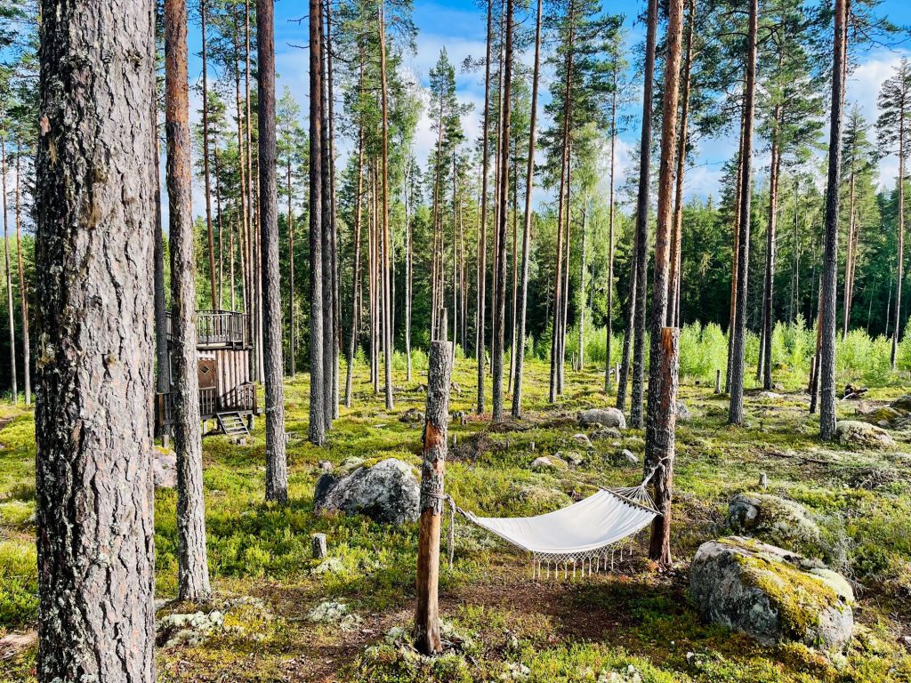 A serene forest scene featuring a hammock suspended between two trees, with a small wooden cabin in the background. The hammock is beige with white tassels at its ends, attached to sturdy tree trunks by ropes. The surrounding landscape is characterized by tall, slender pine trees and smaller bushes of green foliage. A few large rocks are scattered throughout the area, adding texture to the scene. In the distance, a small wooden cabin or hut is visible, possibly used as a shelter for campers or hikers. The overall atmosphere of the image exudes tranquility and peacefulness, inviting the viewer to relax and unwind amidst nature's beauty.