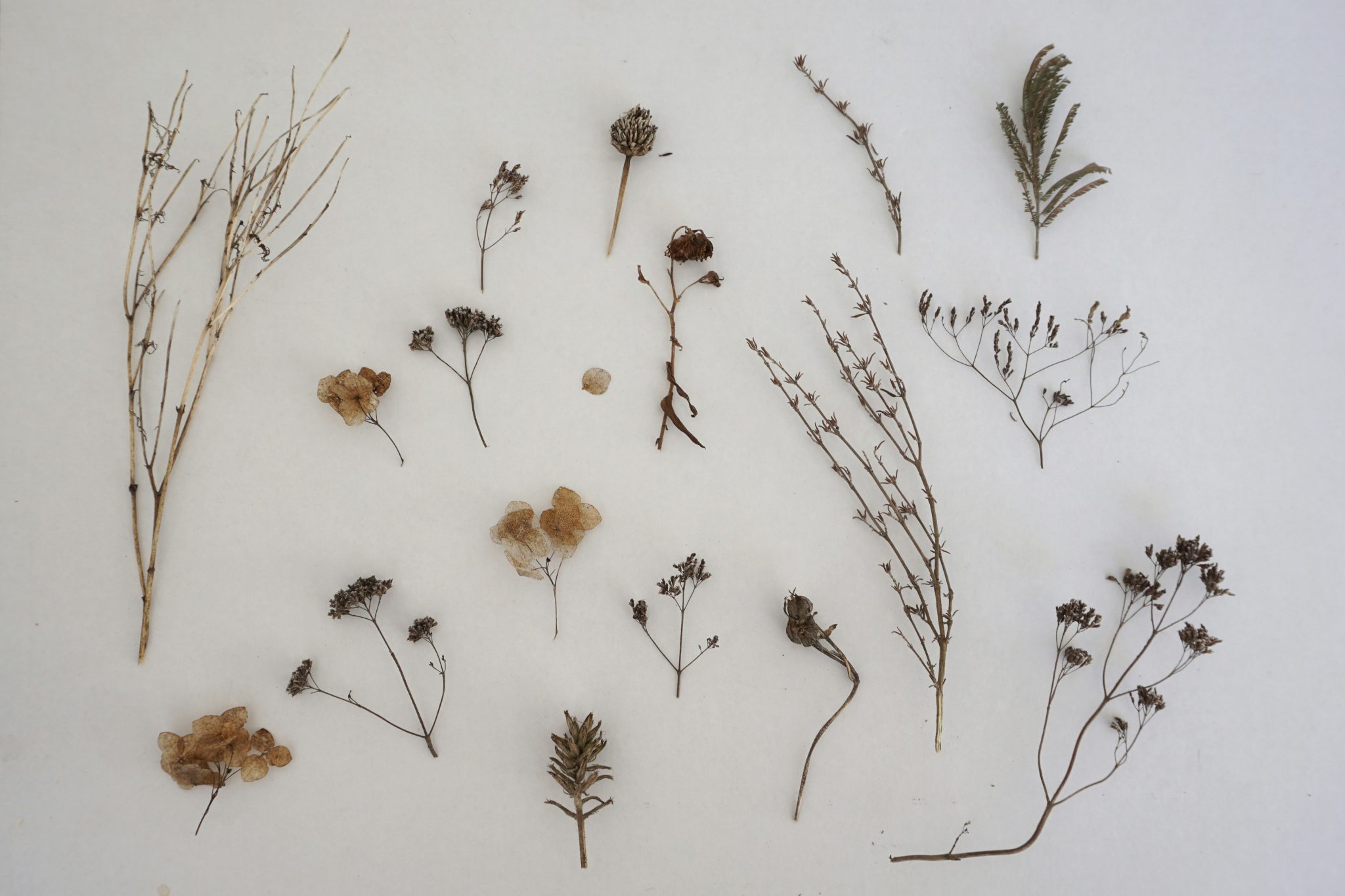 This image features an assortment of dried plant specimens arranged on a white surface, with varying sizes and shapes comprising twigs, leaves, and small flowers. The plants are displayed in two rows, with the top row showcasing a diverse range of stems and blooms. In contrast, the bottom row primarily consists of twig-like specimens with sparse foliage. Against a stark white background, the image presents a collection of dried plant life that has been carefully preserved and arranged for observation or study.