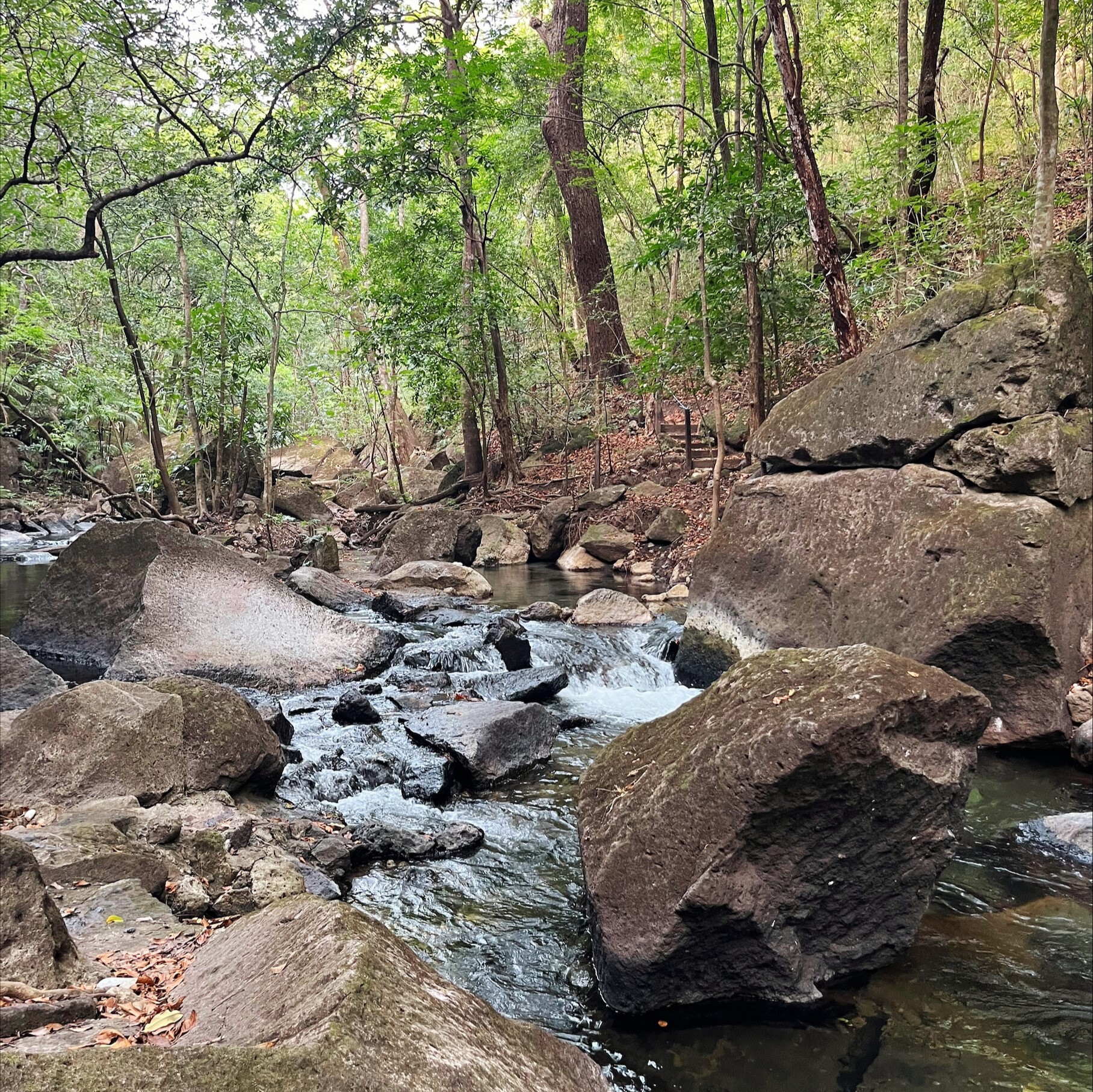 Here is a rephrased version of the caption: This serene image captures a tranquil forest scene, featuring a small stream flowing through rocks in the foreground and large boulders on either side. In the foreground, smooth gray rocks dominate the landscape, with fallen leaves scattered along the left side. The water flows gently over the rocky terrain, surrounded by towering trees that stretch towards the sky. A narrow staircase is visible on the right side of the image, leading up to a steep slope lined with more vegetation.
